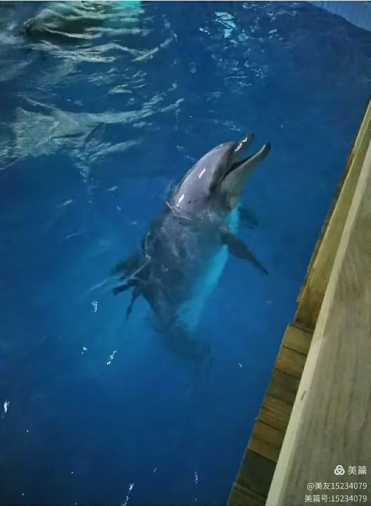 射击常规赛，中原铁骑队与辽东海豚队逆转，体能对抗拉满！赛后更衣室沸腾